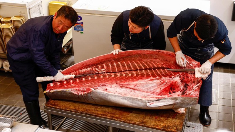 Seekor tuna sirip biru seberat 276 kilogram yang dilelang seharga 207 juta yen Jepang (sekitar 1,3 juta dolar AS), yang dibeli bersama oleh operator restoran sushi Onodera Group dan pedagang grosir Yamayuki, dibawa ke restoran sushi Onodera setelah pelelangan tuna pertama Tahun Baru di Tokyo, Jepang, 5 Januari 2025. (REUTERS/Issei Kato)