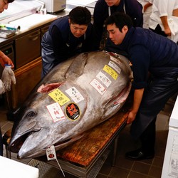 Ikan Tuna Sebesar Sepeda Motor Laku Terjual Rp 21 M di Jepang