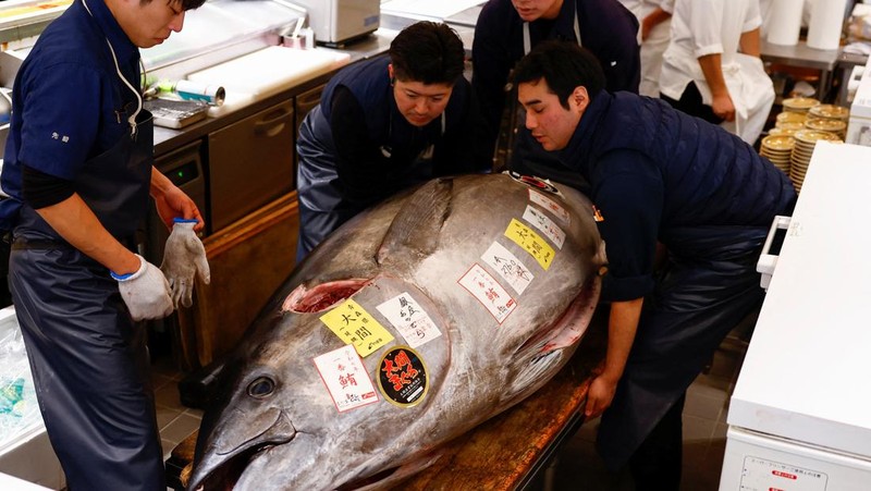 Seekor tuna sirip biru seberat 276 kilogram yang dilelang seharga 207 juta yen Jepang (sekitar 1,3 juta dolar AS), yang dibeli bersama oleh operator restoran sushi Onodera Group dan pedagang grosir Yamayuki, dibawa ke restoran sushi Onodera setelah pelelangan tuna pertama Tahun Baru di Tokyo, Jepang, 5 Januari 2025. (REUTERS/Issei Kato)