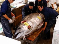 Ikan Tuna Sebesar Sepeda Motor Laku Terjual Rp 21 M di Jepang