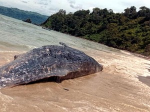 Legenda Si Ronda dan Temuan Bangkai Paus di Pulau Kunti