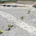 Bekas 'Jalan Tol' Dinosaurus Ditemukan, Buktinya Terlihat Jelas