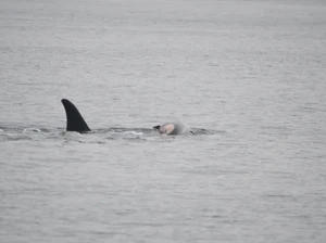 Momen Duka Induk Paus Orca Gendong Bangkai Anak