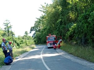 Warga di Ponrang Luwu Diteror Serangan Monyet Liar, 4 Korban Luka-luka