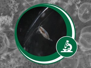 Kotoran Kecil di Lautan, Solusi Mengurangi Karbon untuk Perubahan Iklim