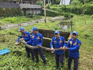 Ular Piton 4 Meter Ngumpet di Kolam Warga Grabag Magelang