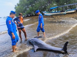 Kasihan, Lumba-lumba Terdampar Lalu Mati di Pantai Situbondo