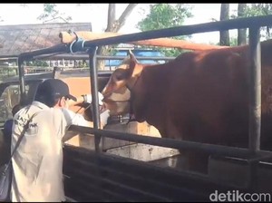 Pasar Hewan di Ngawi Akan Ditutup Seiring Meningkatnya Kasus PMK
