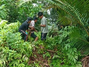 Ular Piton 9 Meter Mangsa Sapi Milik Warga di Luwu Utara