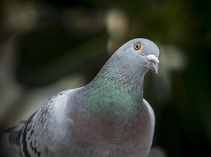 12 Burung Termahal di Dunia, Ada yang Harganya Capai Rp 22 Miliar!