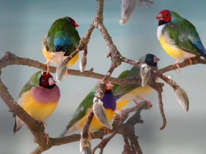 Mengapa Ada Banyak Tipe Kicauan Burung? Ini Temuan Sains