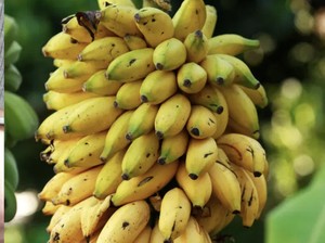 Duh! Ayah 3 Anak Ini Ketahuan Curi Pisang dan Dipenjara 3 Bulan