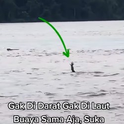 Viral Video Buaya Pura-Pura Tenggelam, Ahli Australia Ungkap Bahayanya