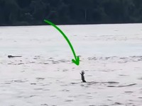 Viral Video Buaya Pura-Pura Tenggelam, Ahli Australia Ungkap Bahayanya