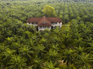 Mengenal Pohon Kelapa Sawit, Benarkah Banyak Manfaatnya?