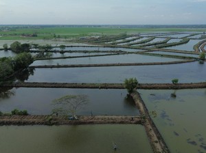 Kejar Swasembada Pangan, Pemerintah Mau Revitalisasi 20 Ribu Ha Tambak