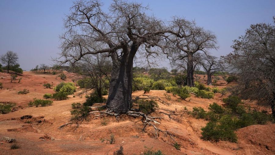 Baobab trees stand in Chirundu, Zambia, Thursday, Sept. 26, 2024. (AP Photo/Themba Hadebe)