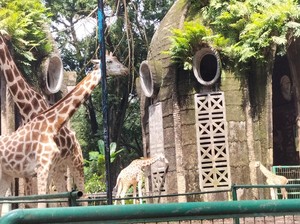 Begini Kondisi Bayi Jerapah Rajaka yang Baru Lahir di Ragunan