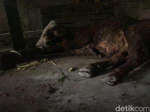 Dalam 9 Hari, 189 Sapi Suspek PMK di Bojonegoro-17 Mati