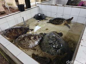 29 Penyu Hijau Diselundupkan ke Bali, 3 Pelaku Diamankan