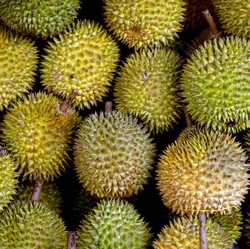 Lagi Vietnam Kalahkan RI, Jadi Raja Duren Asia
