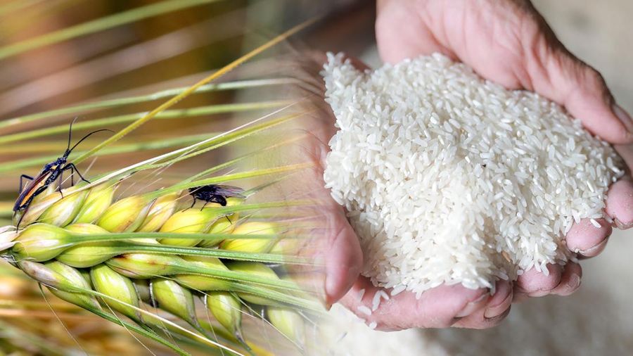 Foto kolase gabah dan beras. (CNBC Indonesia)