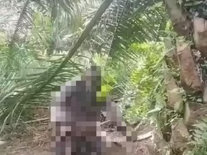 Heboh Warga Muba Temukan Jasad Mr X di Kebun Sawit, Diduga Gantung Diri