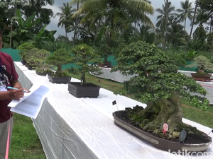 Bonsai Ratusan Juta Meriahkan Kontes di Lumajang