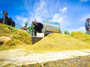 Optimalisasi Ziswaf dalam Mewujudkan Ketahanan Pangan di Indonesia
