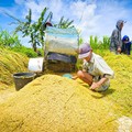 Tok! Pemerintah Revisi Aturan Harga Pembelian Gabah Petani