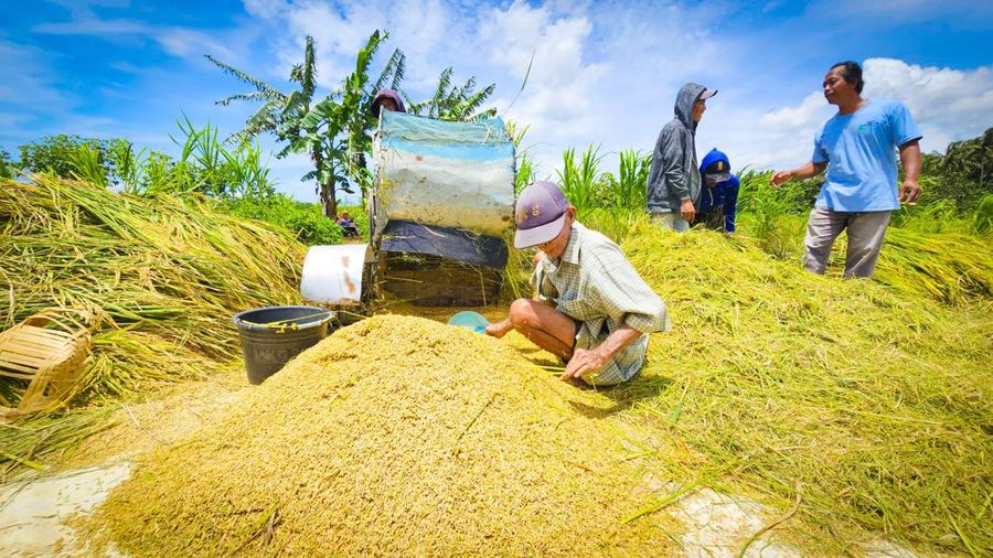 Panen Gabah di Kulonprogo, Yogyakarta. (Dok. Kementan)