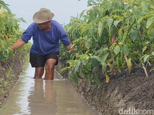Suara Petani Saat Harga Cabai di Indramayu & Pangandaran Kian Mahal