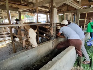 Kementan Prediksi Peningkatan Kasus PMK Ternak 2 Bulan ke Depan