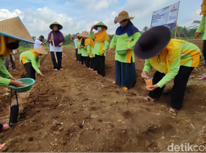 Tanam Padi-Jagung, Peringatan Hari Desa di Subang Dukung Ketahanan Pangan