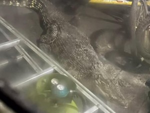 Buaya 3 Meter Dievakuasi dari Rumah Warga di Ketintang Surabaya