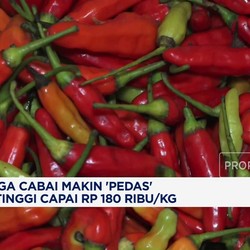 Video: Harga Cabai Makin 'Pedas' Tertinggi Capai Rp 180 Ribu/Kg