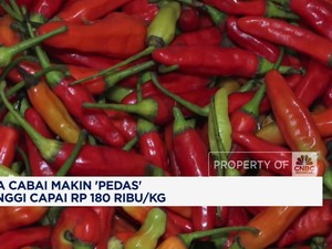 Video: Harga Cabai Makin 'Pedas' Tertinggi Capai Rp 180 Ribu/Kg