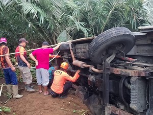 Tidak Kuat Nanjak, Mikrobus Terguling ke Kebun Salak Banjarnegara