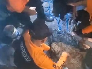 Lusi, Buaya di Ketintang Surabaya Dimandikan-Diberi Makan 2 Hari Sekali