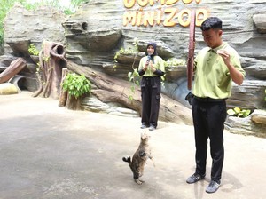 Atraksi Piuw, Kucing Rumahan di Jember Mini Zoo Bikin Gemes!
