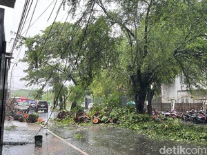 Pohon Tumbang Timpa Mobil dan Pengendara Motor di Makassar