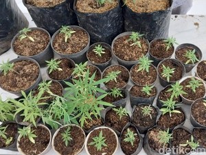 Bandar di Malang yang Tanam Ganja di Rumah Ternyata Sarjana Pertanian