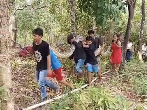 Warga Kendari Tangkap Ular Piton 8 Meter Hidup-hidup Pakai Tangan Kosong