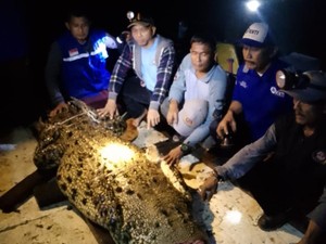 Pagar Penangkaran di Batam Jebol, 32 Buaya Berukuran Sempat Lepas