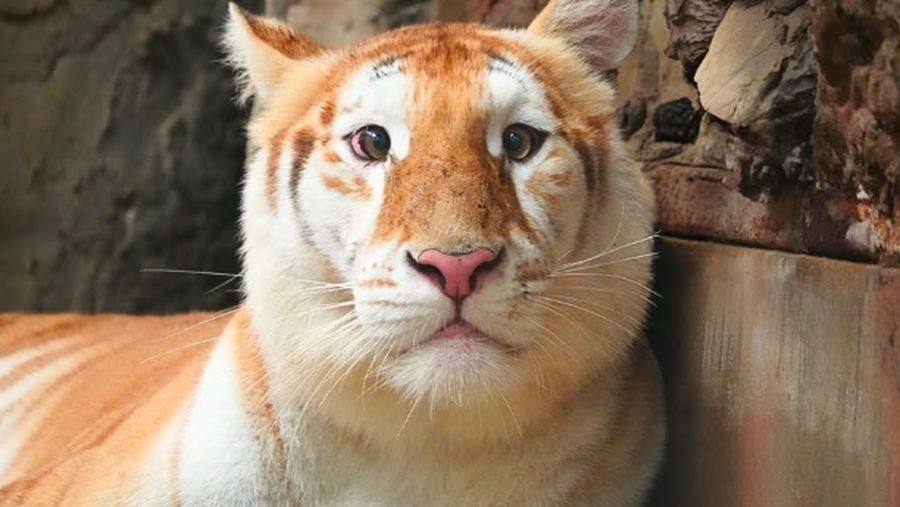 Ava, seekor harimau emas yang ada di Kebun Binatang Chiang Mai Night Safari Thailand. (Instagram/chiangmainightsafari)