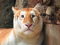 Harimau Emas Dikira Anak Kucing, Ternyata Jarang Ditemukan