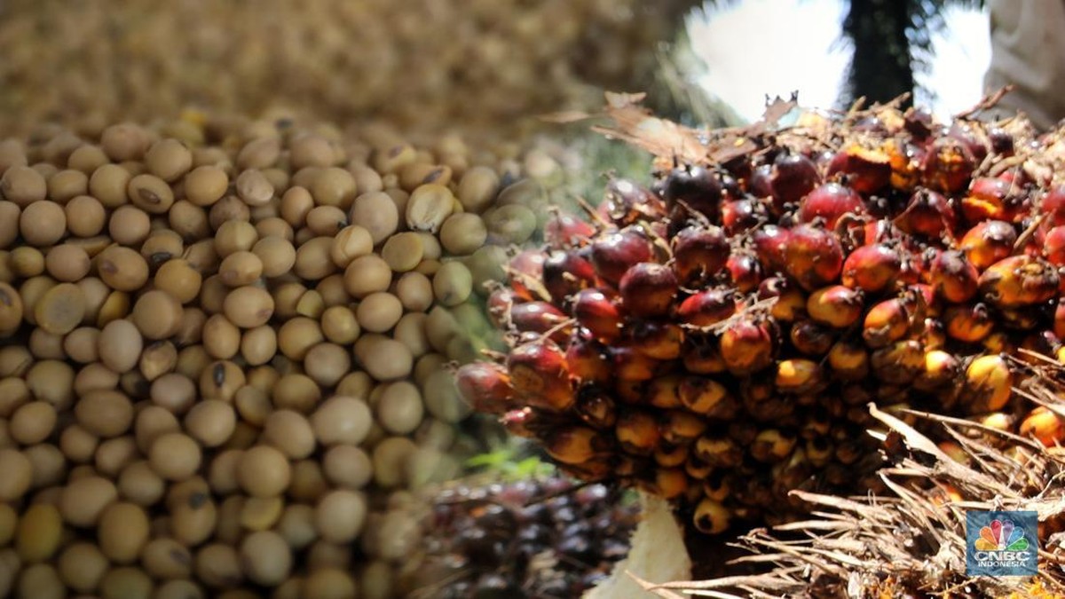 China Beri Kabar Buruk Buat Pengusaha Sawit Indonesia
