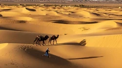 Kejutan! Gurun Sahara Dulu Hijau dan Penuh Hewan