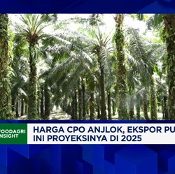Video: Harga & Ekspor CPO Anjlok, Bagaimana Nasib Bisnis Sawit 2025?