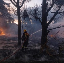 Bukan Amerika, Malapetaka 'Kebakaran' Hutan Kini Terjadi di Jepang